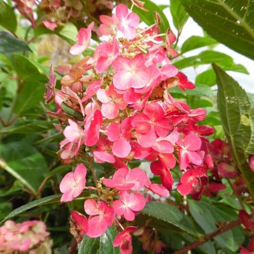 Hydrangea paniculata Framboisne 'Rensam' Large Specimen Plant