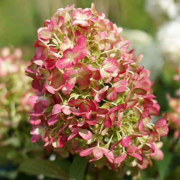 Hydrangea paniculata Graffiti ROU201606 (PBR)