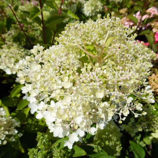 Hydrangea paniculata Grandiflora
