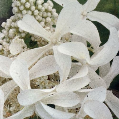 Hydrangea paniculata Great Star PBR