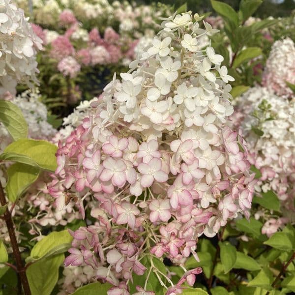Hydrangea paniculata Hercules