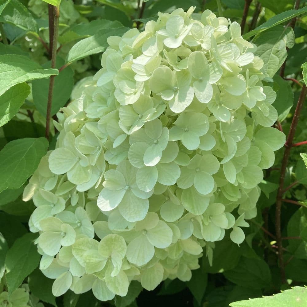 Hydrangea Hercules Rhs Hydrangea paniculata Hercules