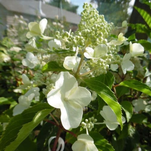 Hydrangea paniculata Kyushu