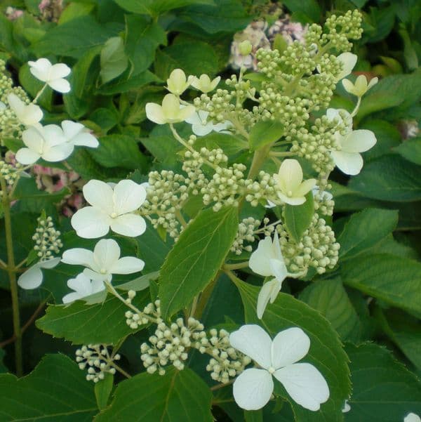 Hydrangea paniculata Levana (PBR)