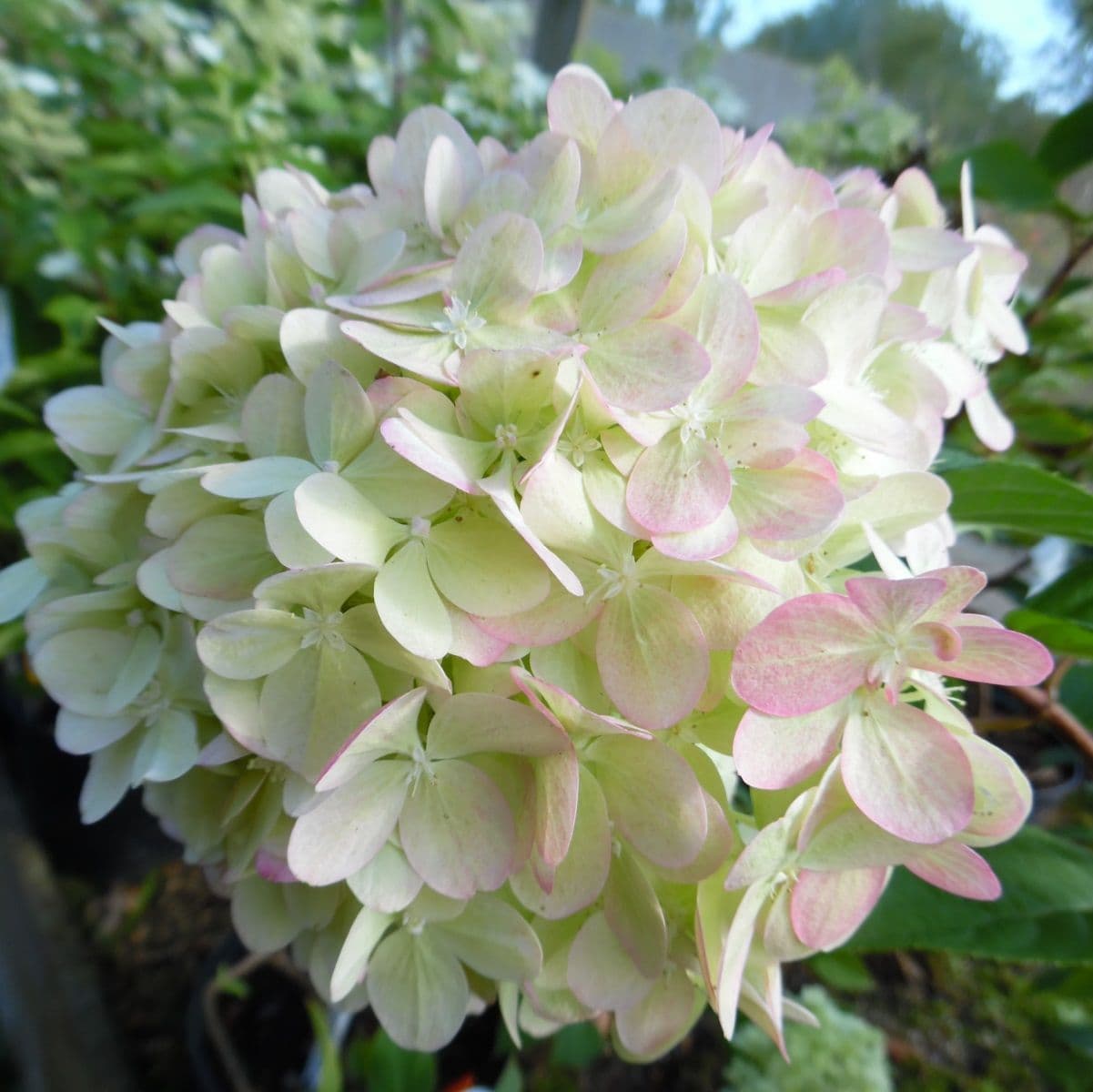 Hydrangea paniculata Limelight PBR AGM