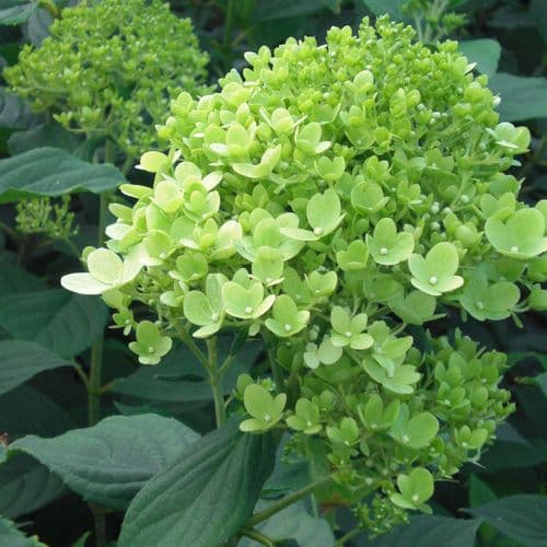 Hydrangea paniculata Limelight (PBR) AGM Large Specimen Plant