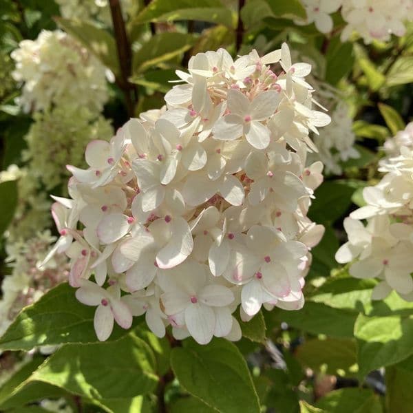 Hydrangea paniculata Limelight Prime