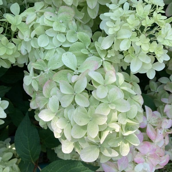 Hydrangea paniculata Limelight Prime