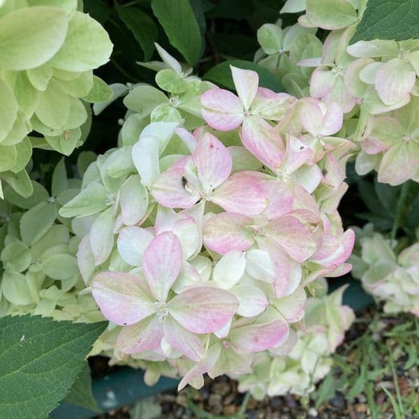 Hydrangea paniculata Limelight Prime