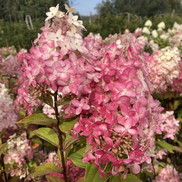 Hydrangea paniculata Limelight Prime