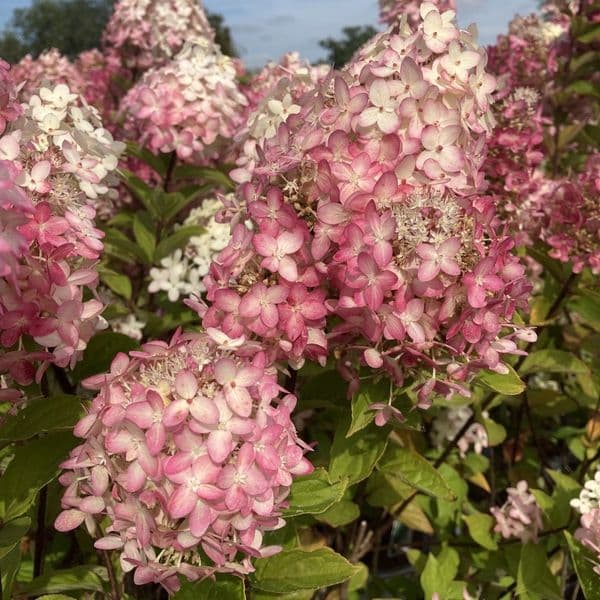 Hydrangea paniculata Limelight Prime
