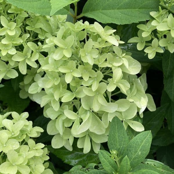 Hydrangea paniculata Limelight Prime