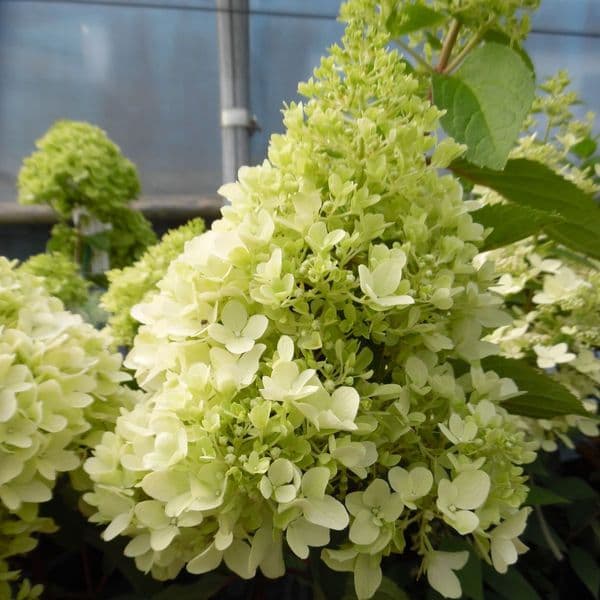 Hydrangea paniculata Little Fresco ROU201306 (PBR)
