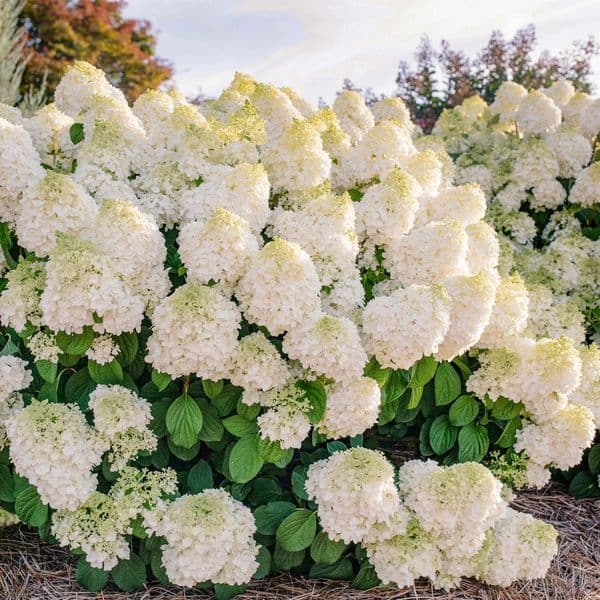 Hydrangea paniculata Little Hottie 'Bailpanone' FE
