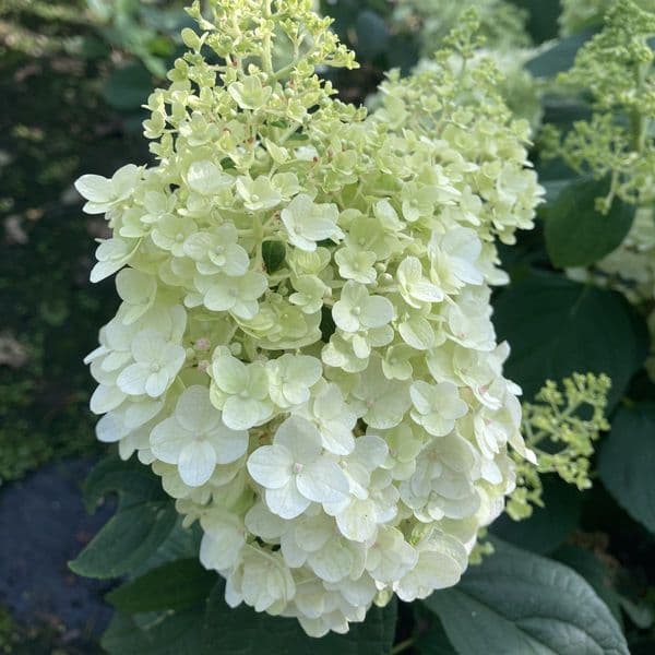 Hydrangea paniculata Little Hottie 'Bailpanone' FE