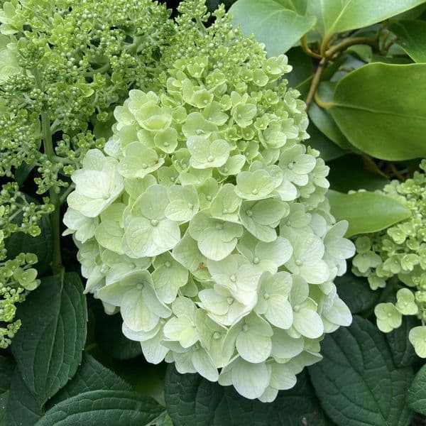 Hydrangea paniculata Little Hottie 'Bailpanone' FE