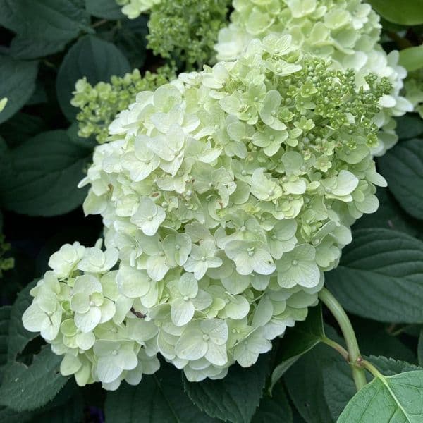 Hydrangea paniculata Little Hottie 'Bailpanone' FE