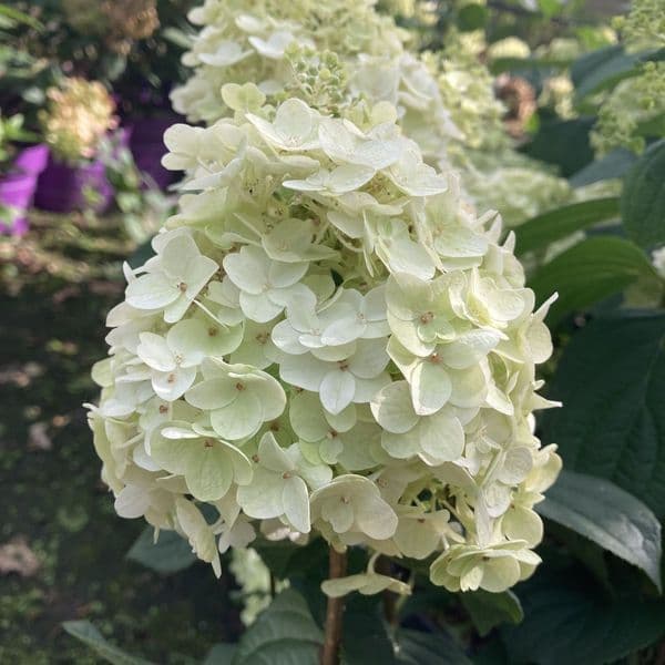 Hydrangea paniculata Little Hottie 'Bailpanone' FE