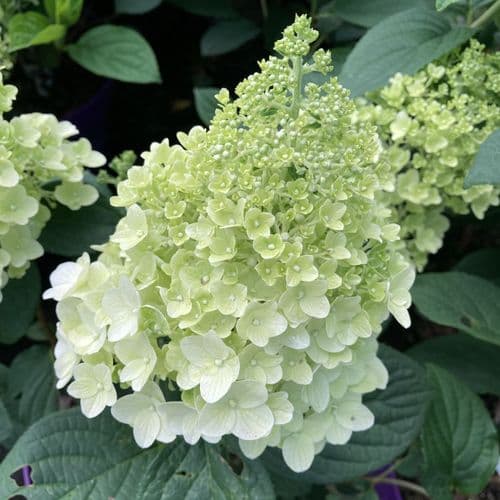 Hydrangea paniculata Little Hottie 'Bailpanone' FE