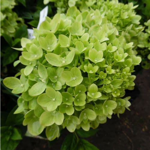 Hydrangea paniculata Little Lime ('Jane') (PBR)