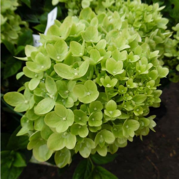 Hydrangea paniculata Little Lime ('Jane') (PBR)