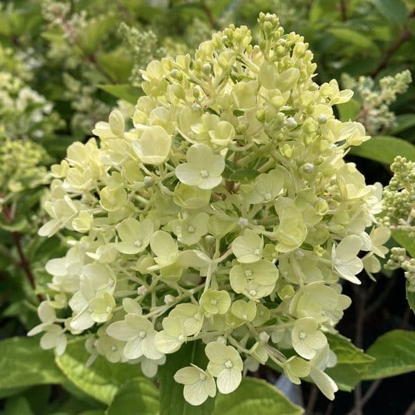 Hydrangea paniculata Little Lime Punch 'SMNHPH' PBR
