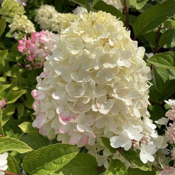 Hydrangea paniculata Little Lime Punch 'SMNHPH' PBR