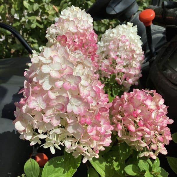 Hydrangea paniculata Little Lime Punch 'SMNHPH' PBR