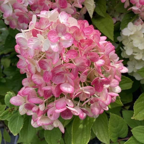 Hydrangea paniculata Little Lime Punch 'SMNHPH' PBR
