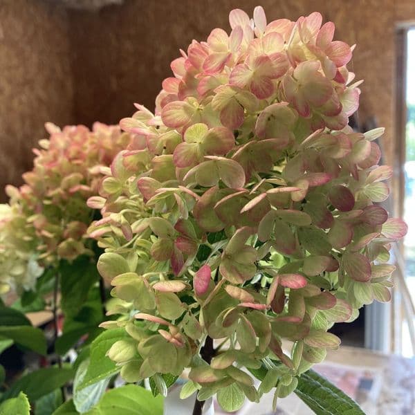 Hydrangea paniculata Little Lime Punch 'SMNHPH' PBR