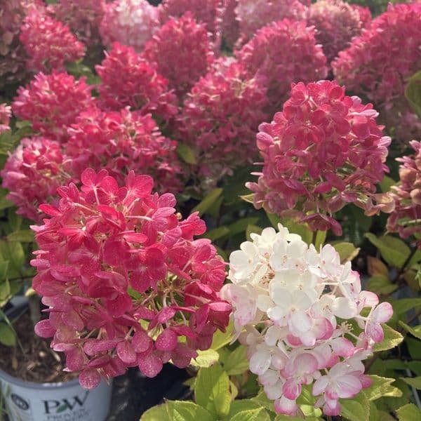 Hydrangea paniculata Little Lime Punch 'SMNHPH' PBR