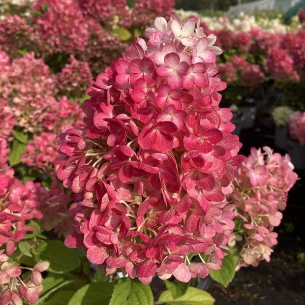 Hydrangea paniculata Little Lime Punch 'SMNHPH' PBR