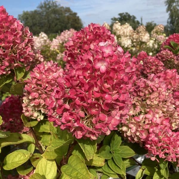 Hydrangea paniculata Little Lime Punch 'SMNHPH' PBR