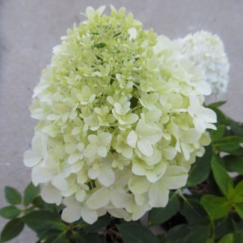 Hydrangea paniculata Little Spooky GRHP08 (PBR)