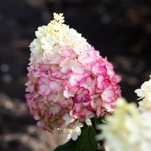 Hydrangea paniculata Living Colourful Cocktail 'LCNO15' PBRAF