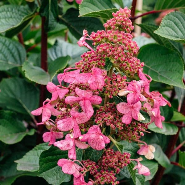 Hydrangea paniculata Living Infinity 'LCNO9' PBRAF