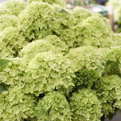 Hydrangea paniculata Living Little Apple 'LCNO24'  PBR