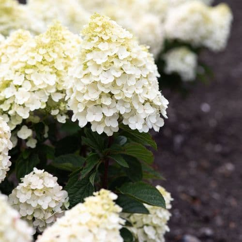 Hydrangea paniculata Living Little Blossom 'LCNO8' PBRAF