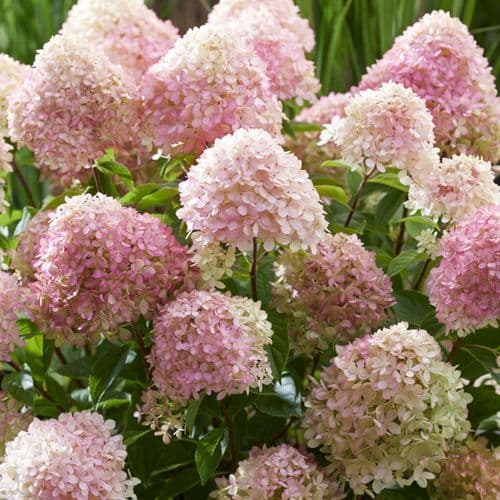 Hydrangea paniculata Living Little Love 'LCN20' PBR