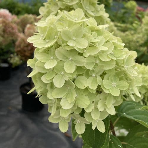 Hydrangea paniculata Living Little Passion 'LCN13' PBRAF