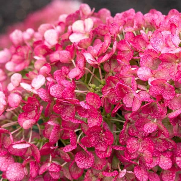 Hydrangea paniculata Living Little Rosy 'LCNO16' PBRAF