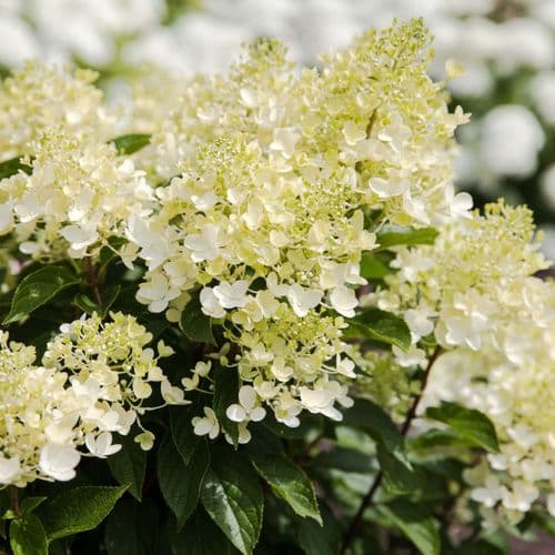 Hydrangea paniculata Living Milk & Honey 'LCNO17' PBRAF