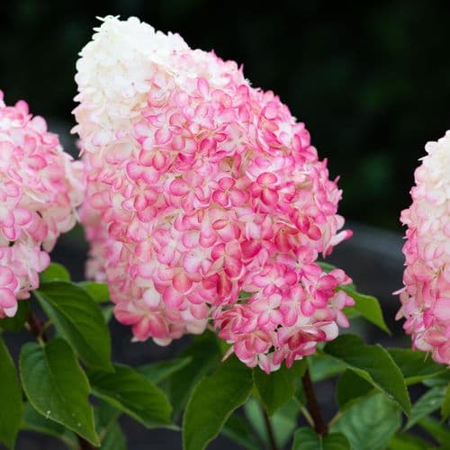 Hydrangea paniculata Living Pink & Rose 'LCNO14' PBRAF
