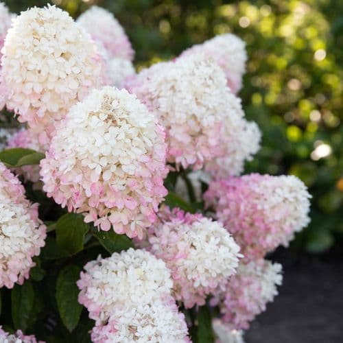 Hydrangea paniculata Living Raspberry Pink 'LCNO10' PBRAF