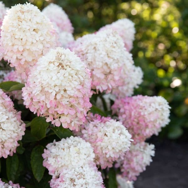 Hydrangea paniculata Living Raspberry Pink 'LCNO10' PBRAF