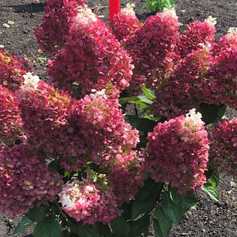 Hydrangea paniculata Living Red Velvet LCN019 PBRAF