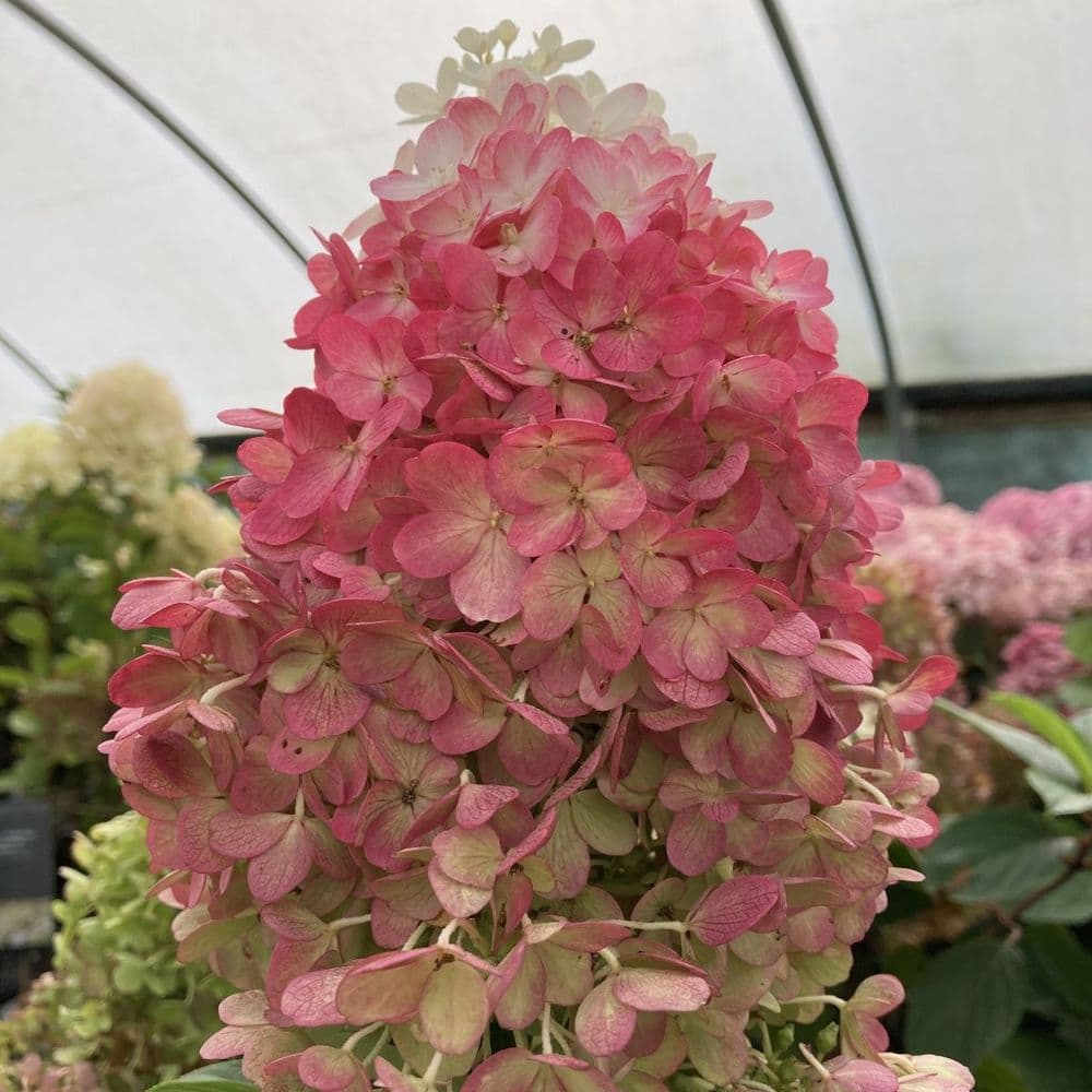 Hydrangea paniculata Living Red Velvet LCN019 PBRAF