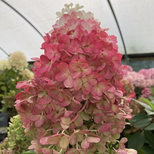 Hydrangea paniculata Living Red Velvet 'LCN019' PBRAF