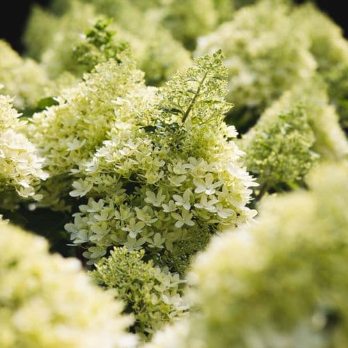 Hydrangea paniculata Living Royal Flower 'LCNO6' PBRAF