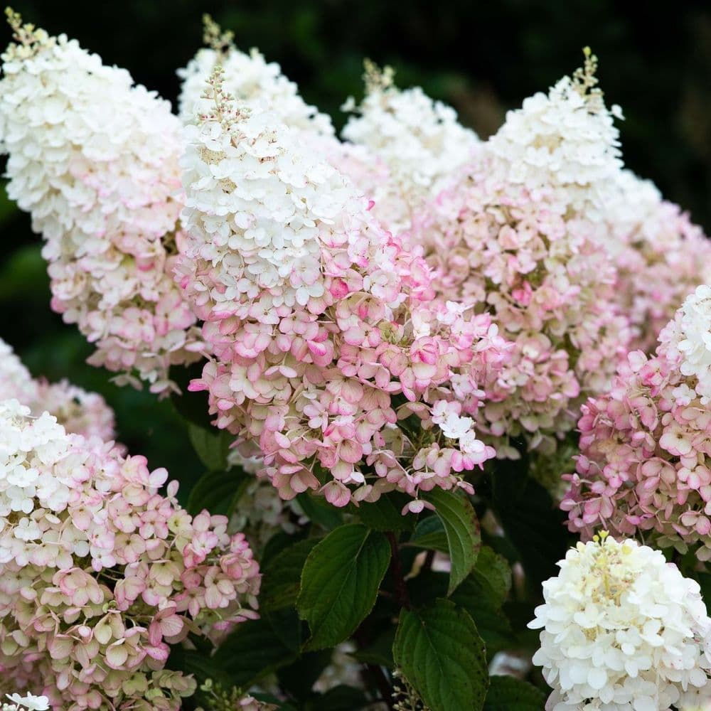 Hydrangea paniculata Living Strawberry Blossom LCNO3 PBR